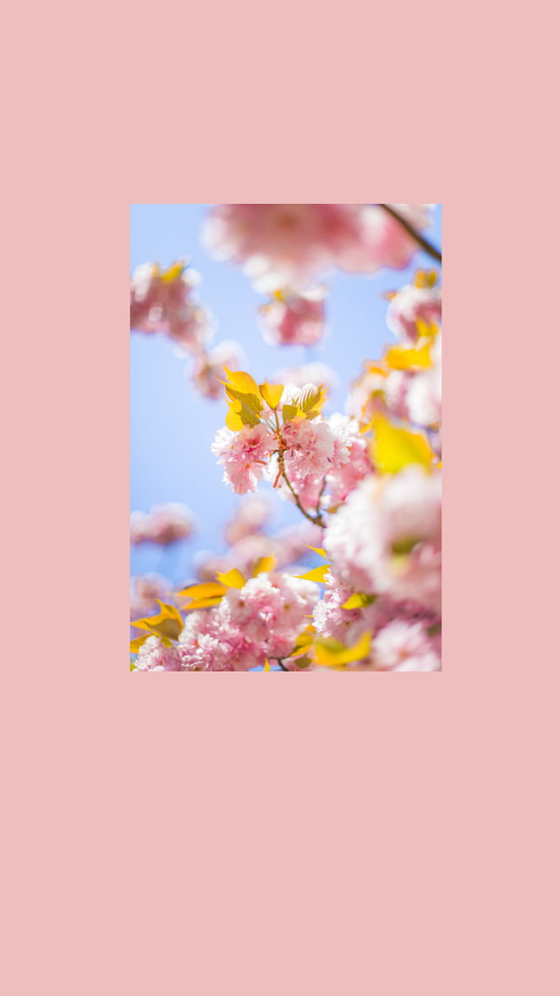 Fashion Aesthetics Wallpaper Pink Flowers Cherry Blossom Stock Photo  Picture And Royalty Free Image Image 150121922