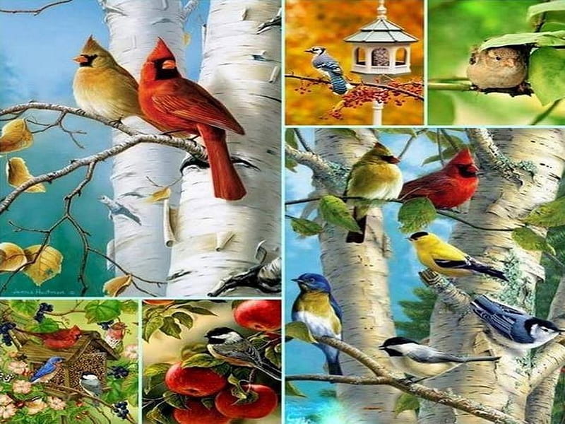 Collage of birds, birds, colors, feeders, collage, perch, HD wallpaper