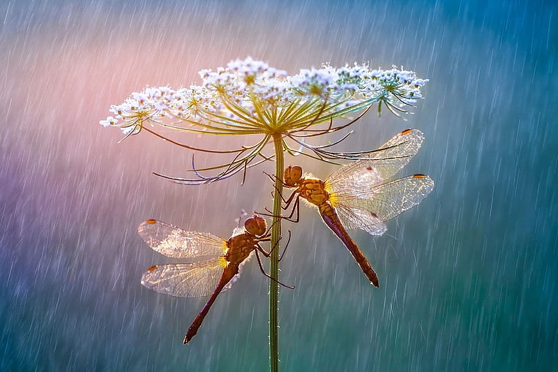 Dragonflies, roberto aldrovandi, macro, flower, dragonfly, rain, white, blue, couple, HD wallpaper