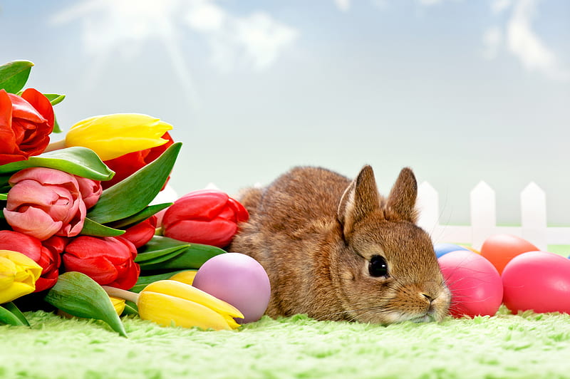 Easter Time, Easter, holidays, eggs, flowers, bunny, sunshine, tulips, HD wallpaper