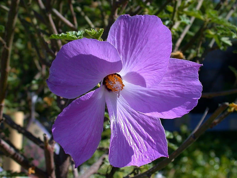 Purple Hibiscus, bonito, purple hibiscus, HD wallpaper
