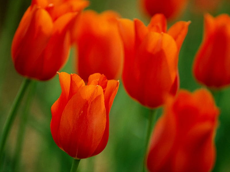Orange Tulips, red, graphy, green, orange, flowers, nature, bonito, tulips, HD wallpaper