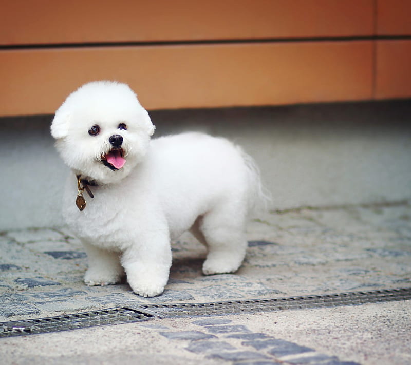 DOGY, 2018, cute, cutiee, dog, love, puppies, puppy, sweet, white, HD wallpaper