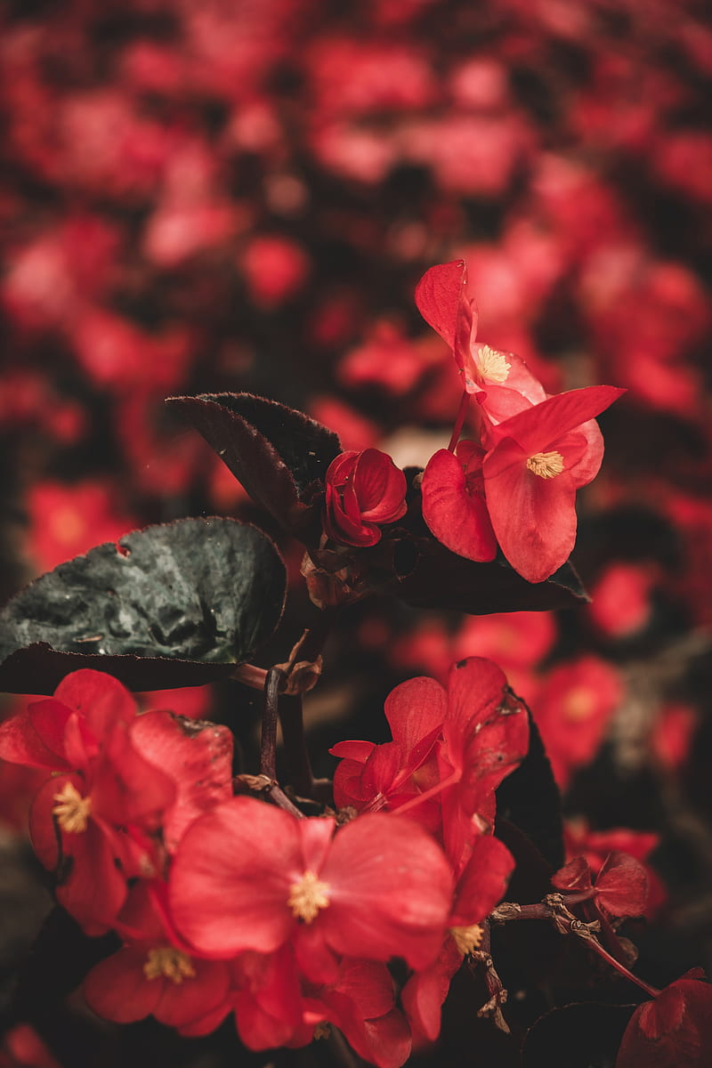 flowers, red, macro, plant, HD phone wallpaper