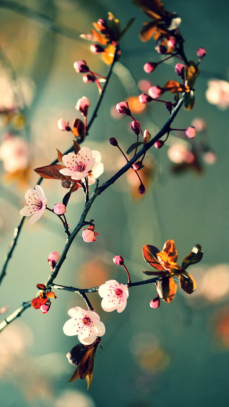 Blossom, flower, sakura, spring, tree, HD phone wallpaper