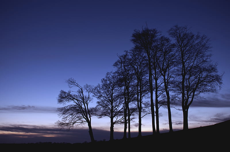 trees, branches, silhouette, sky, dusk, HD wallpaper