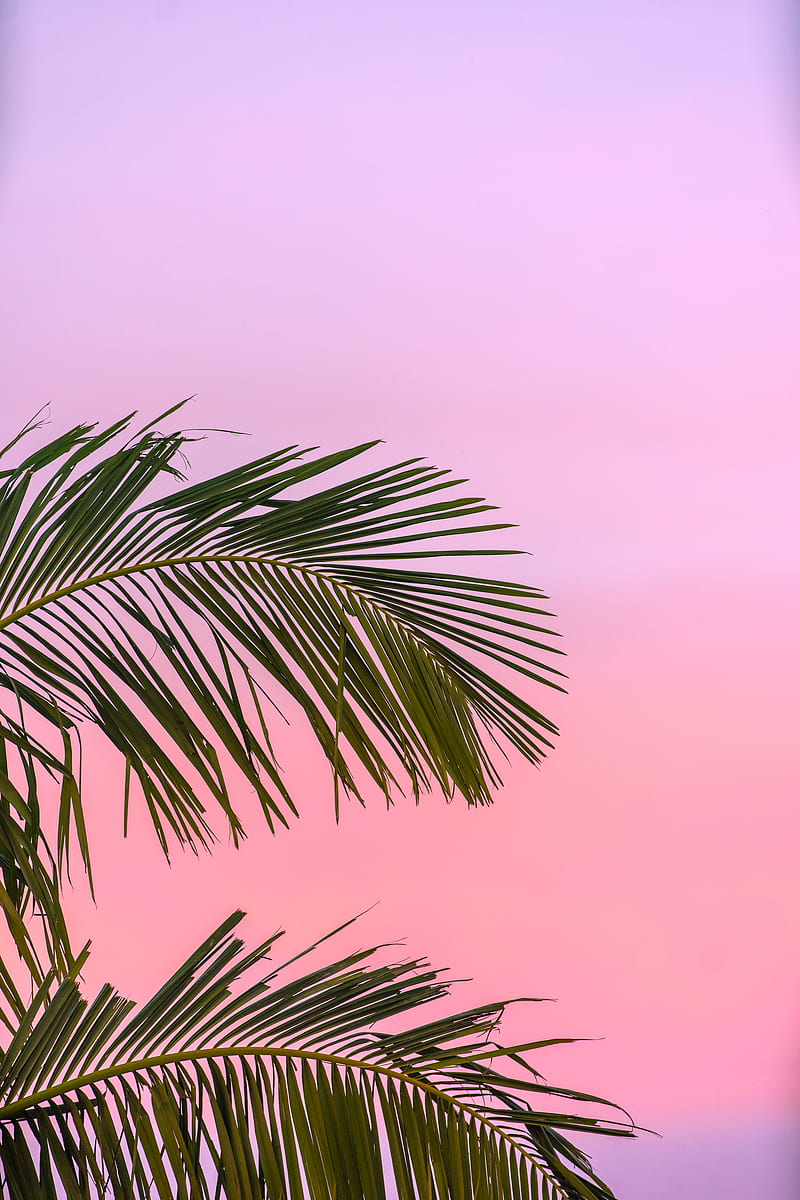 green palm plant, HD phone wallpaper