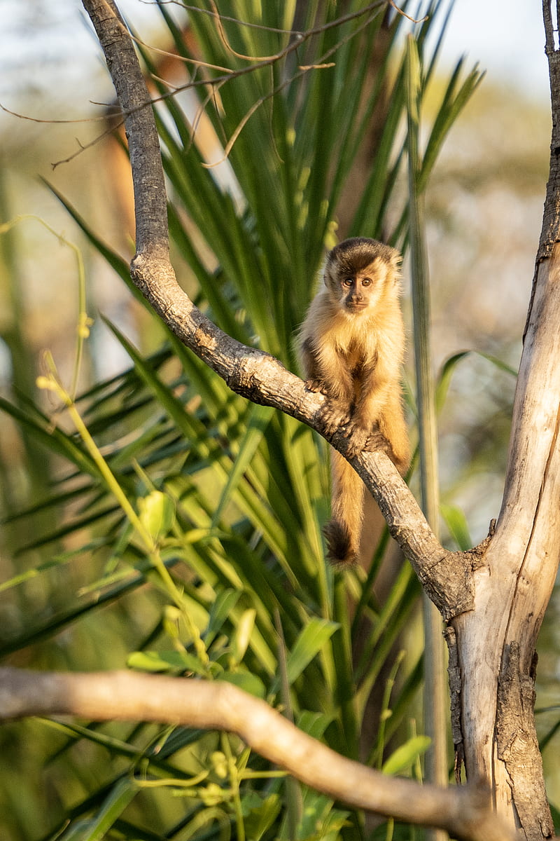 capuchin, monkey, branch, wildlife, HD phone wallpaper