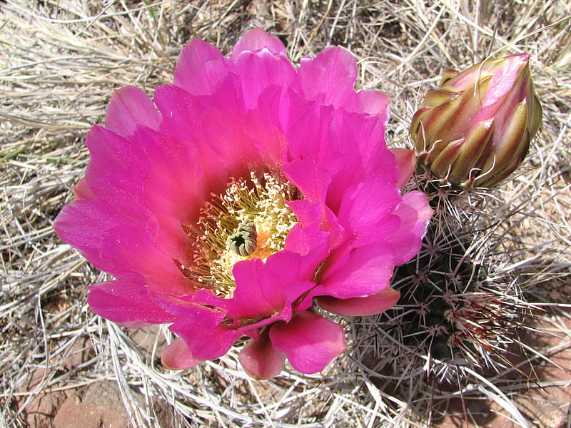 desert flower, desert, abstract, cactus, graphy, dry, flower, hot, beauty, pink, HD wallpaper