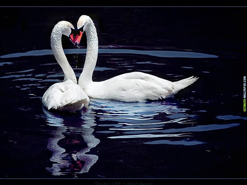 Swans on deep blue lake, nature, swan, couple, animal, HD wallpaper