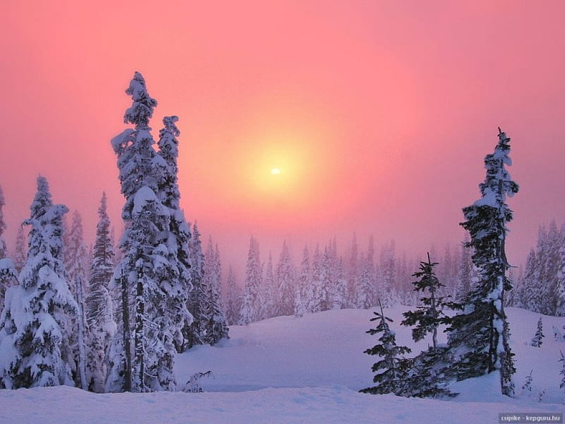 PINK SKY WINTER, forest, arctic, sun, plantation, sunset, trees, winter, afternoon, rosy sky, snow, ice, HD wallpaper