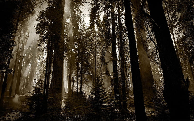 fuming redwoods-forest landscape, HD wallpaper