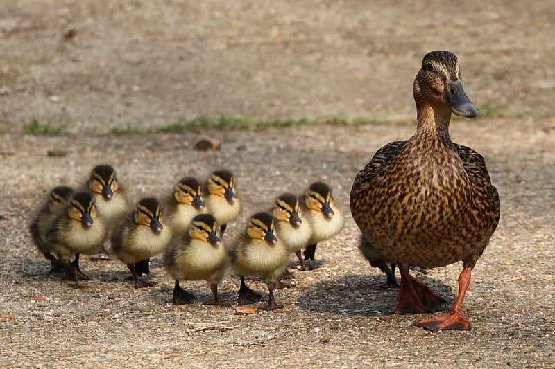 *** Family of ducks ***, kaczki, dzikie, zwierzeta, ptaki, HD wallpaper
