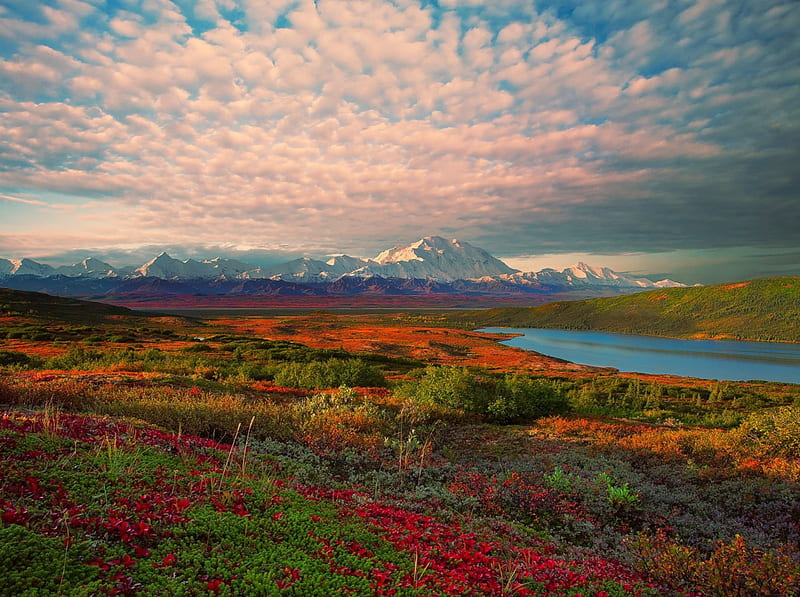 Denali National Park, Alaska, flowers, river, clouds, sky, field, snowy peaks, HD wallpaper