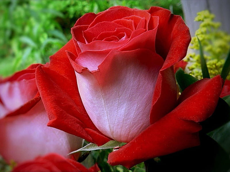 Rose love, red, rose, hot, flowers, nature, HD wallpaper