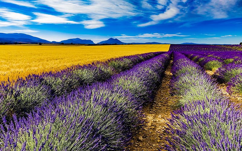 France, lavender, field, summer, Valensole, R, Europe, HD wallpaper