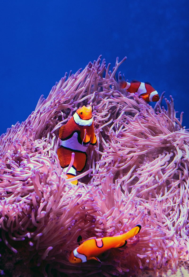 clown fish, fish, corals, reef, HD phone wallpaper