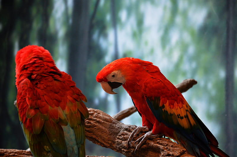 Scarlet Macaw , macaw, parrot, birds, HD wallpaper
