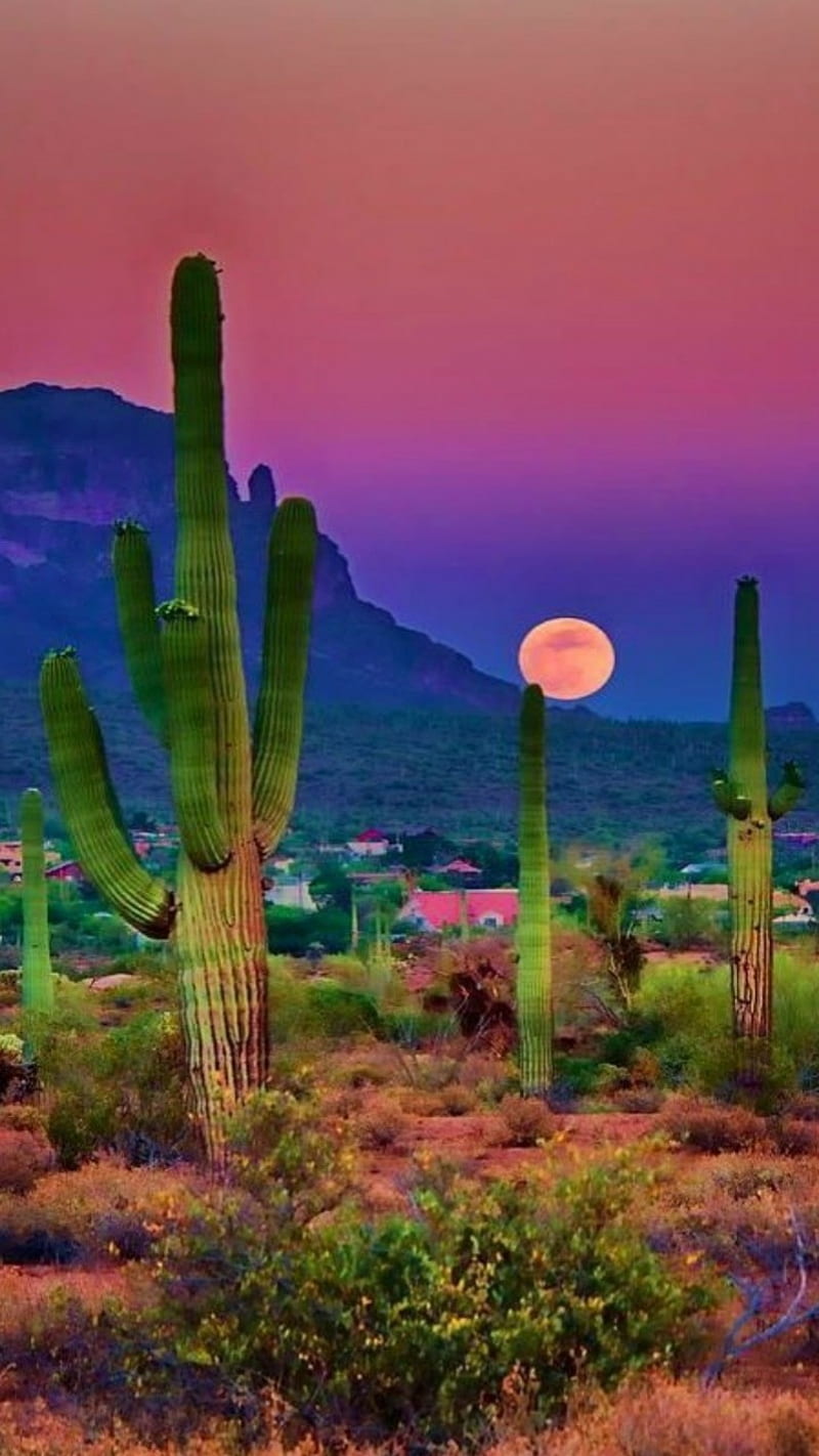 1920x1080px, 1080P free download | Desert Paradise, blue, cactus, dirt ...