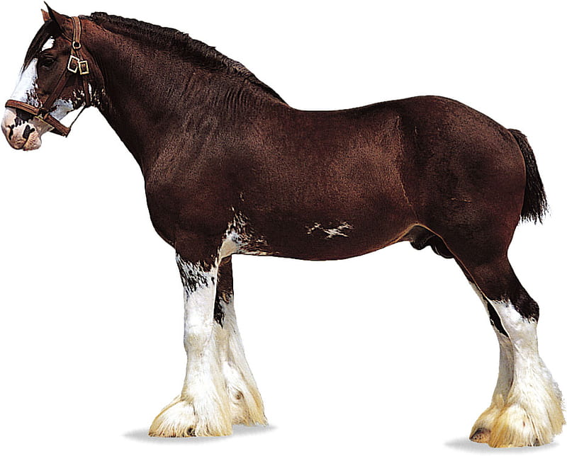 Clydesdale, draft, brown, animals, horses, HD wallpaper
