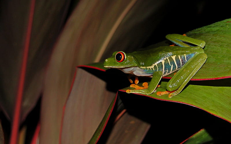 Frogs, Red Eyed Tree Frog, Frog, Red-Eyed Tree Frog, HD wallpaper