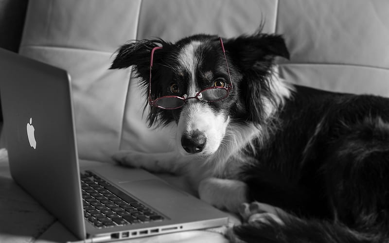 laptop, dog, glasses, HD wallpaper
