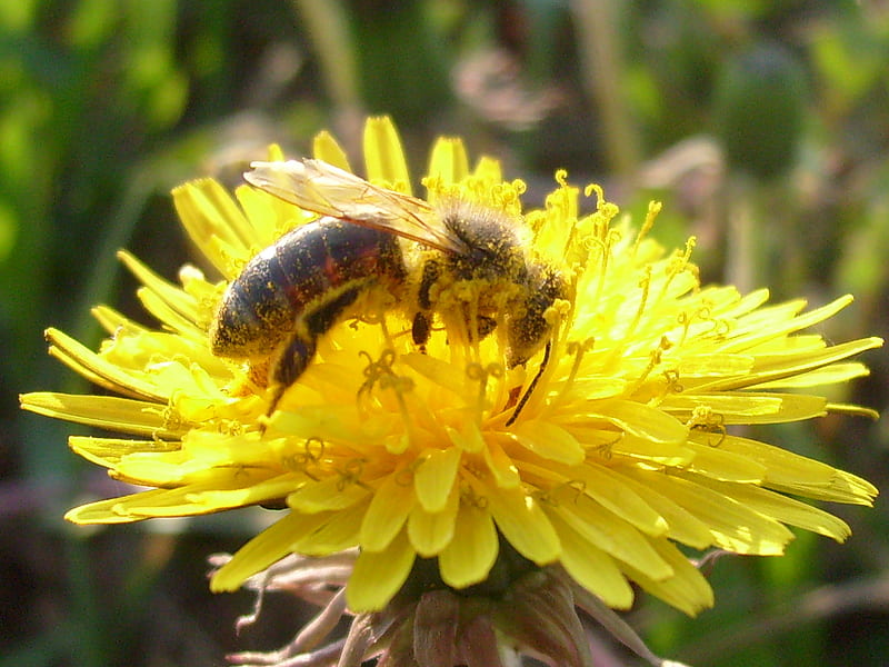 Bee on a dandelion, bee, bug, dandelion, flower, yellow, spring, HD wallpaper