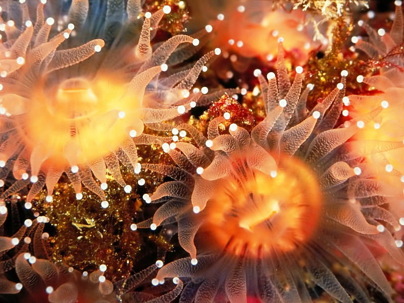 Reef House - Sea Anemone, nature, sea anemones, underwater sealife, coral reefs, HD wallpaper