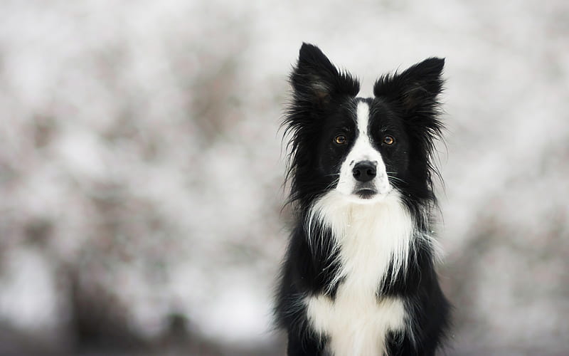 Border Collie, black dog, winter, clever dog, cute animals, pets, dogs, HD wallpaper