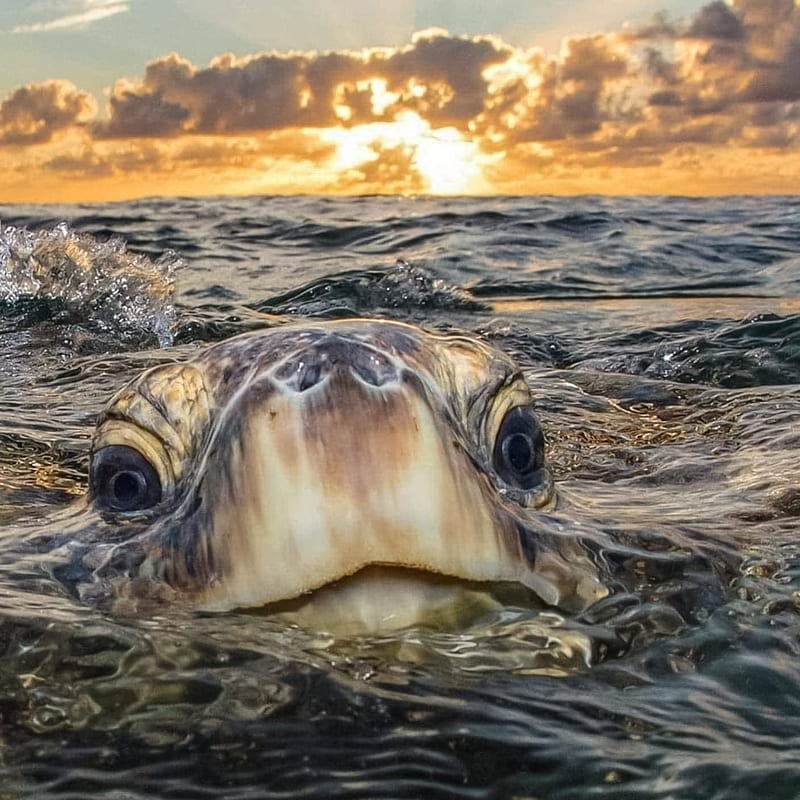 turtle, water, waves, sky, clouds, sunrise, sunset, eyes, sea, head, HD phone wallpaper