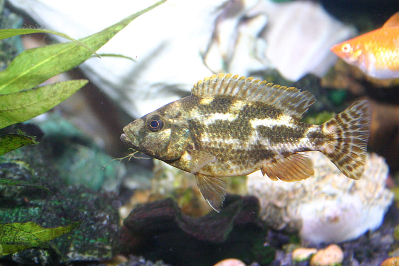 unknown species, tropicalfish, fish, HD wallpaper