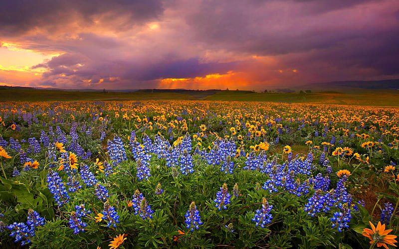 EVENING GLORY, sunflowers, dark, flowers, sunset, clouds, field, blue, HD wallpaper