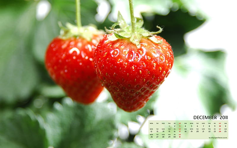 Fresh Strawberries-December 2011-Calendar, HD wallpaper