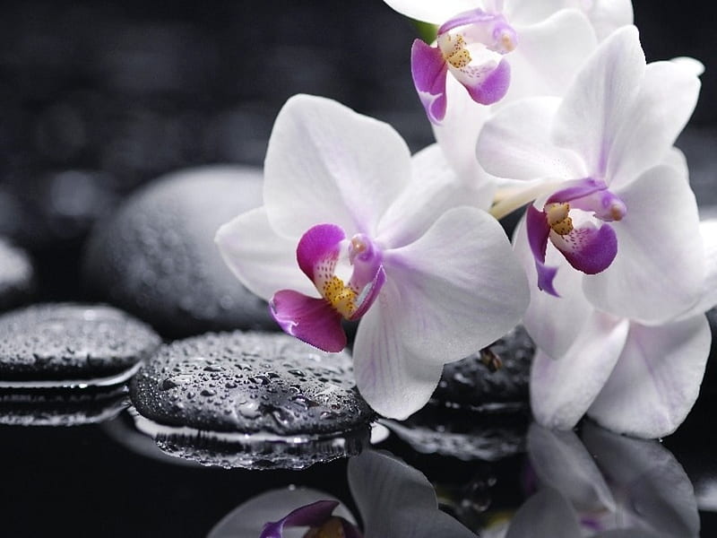 Still Life with white orchid on pebble, Water, Reflection, Flowers, Pebbles, HD wallpaper