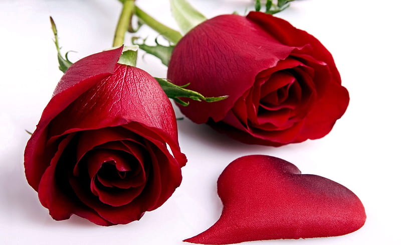 Dark Red Pink Roses Flowers Green Leaves 4K HD Rose Wallpapers | HD  Wallpapers | ID #87247