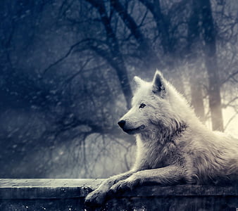 Anime White Wolf Wallpapers  Wallpaper Cave