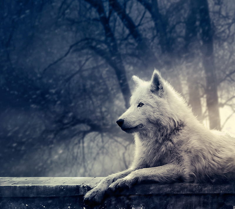 Wolf, night, white, HD wallpaper