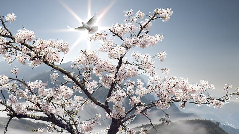 Peaceful Spring Morning, peace, spring, trees, apple blossoms, cherry blossoms, pigeon, mountains, flowers, dove, sunshine, light, HD wallpaper