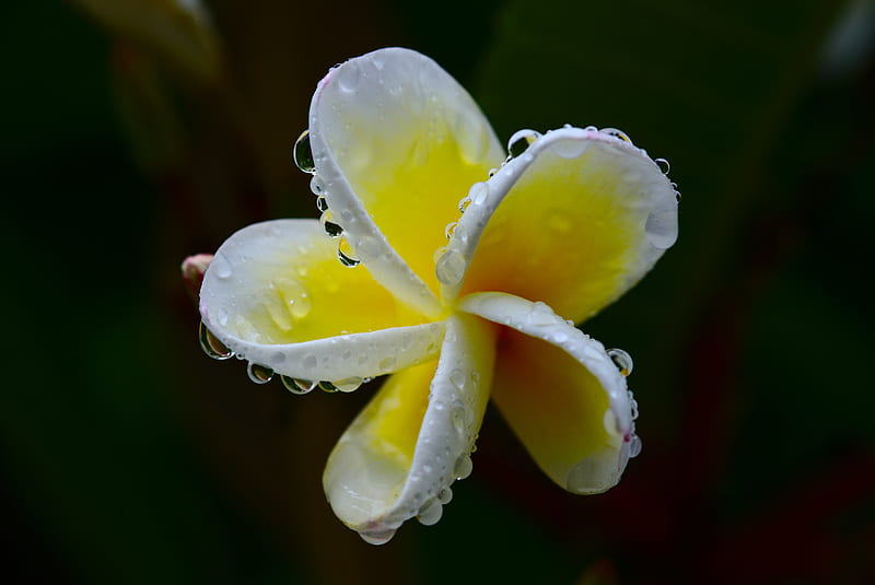 plumeria, flower, white, yellow, macro, plant, HD wallpaper