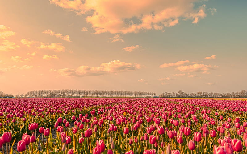 tulip field, sunset, evening, wildflowers, tulips, pink tulips, Netherlands, HD wallpaper
