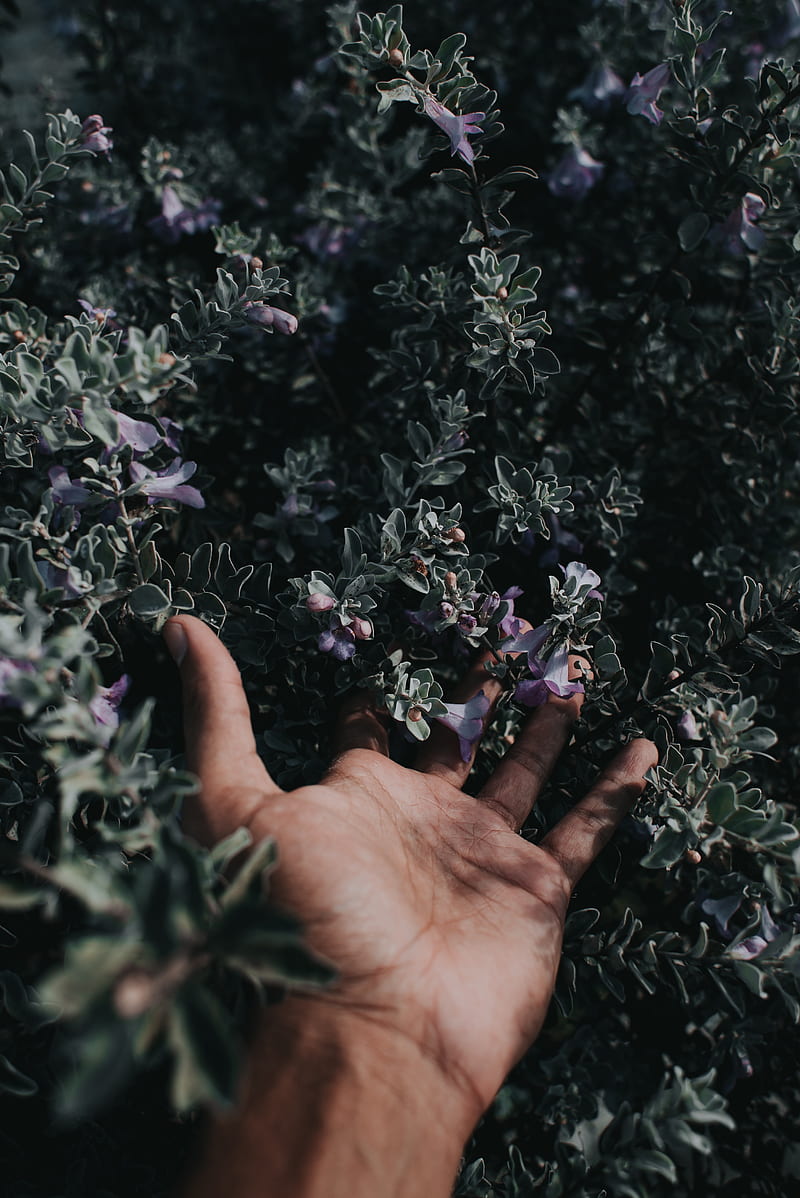 hand, flowers, fingers, bush, HD phone wallpaper