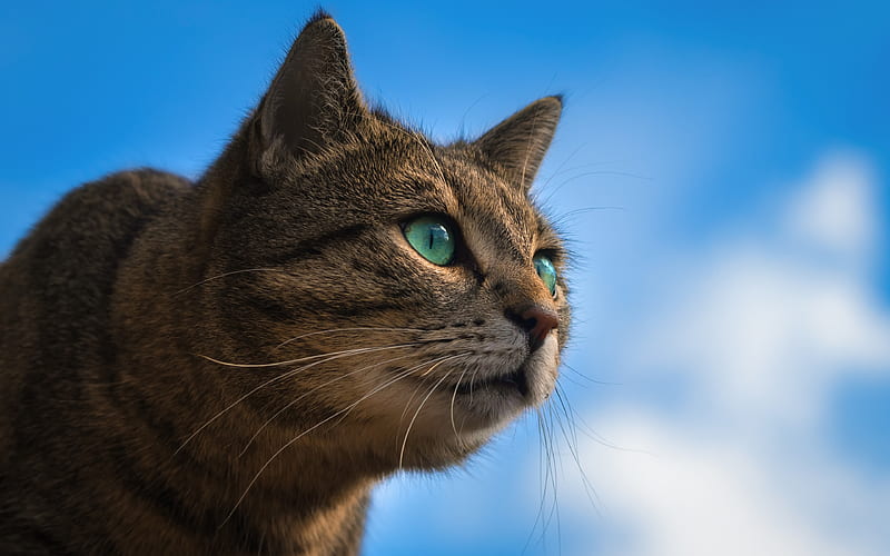 American Bobtail, close-up, pets, blue sky, domestic cat, cute animals, cats, American Bobtail Cat, HD wallpaper