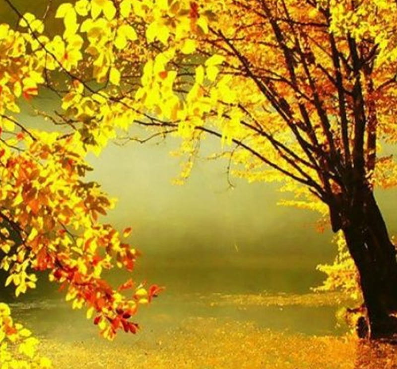 Gold Autumn, tree, colors, beauty, nature, Autumn, HD wallpaper