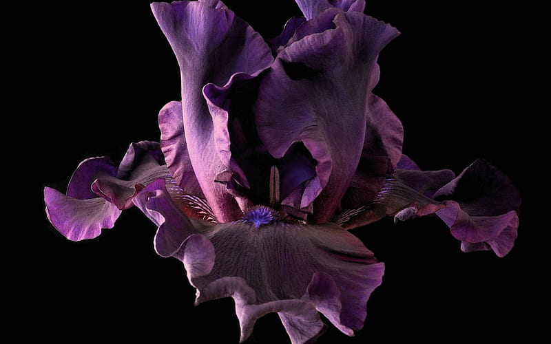 Iris morado, flor, negro, morado, iris, Fondo de pantalla HD | Peakpx