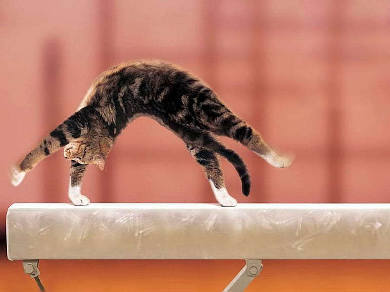 Gymnast Cat, amazing, cat, gymnast, HD wallpaper