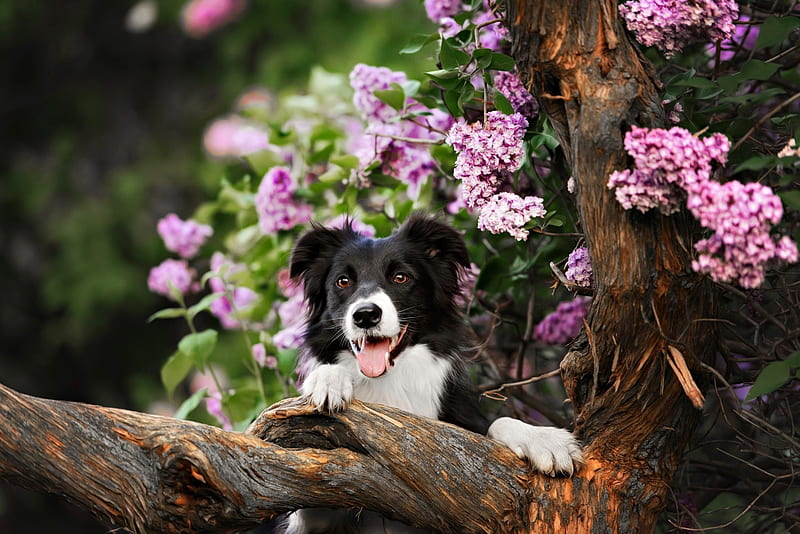 Border Collie dog performs the trick in a lavender garden, trick, border, pretty, bonito, spring, lavender, lvoely, tree, collie, flowers, garden, puppy, dog, HD wallpaper