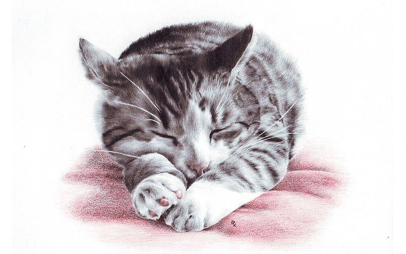 Kitty, Sleep, Art, Sleeping, Adorable, Sweet, Cute, Artwork, Cat ...