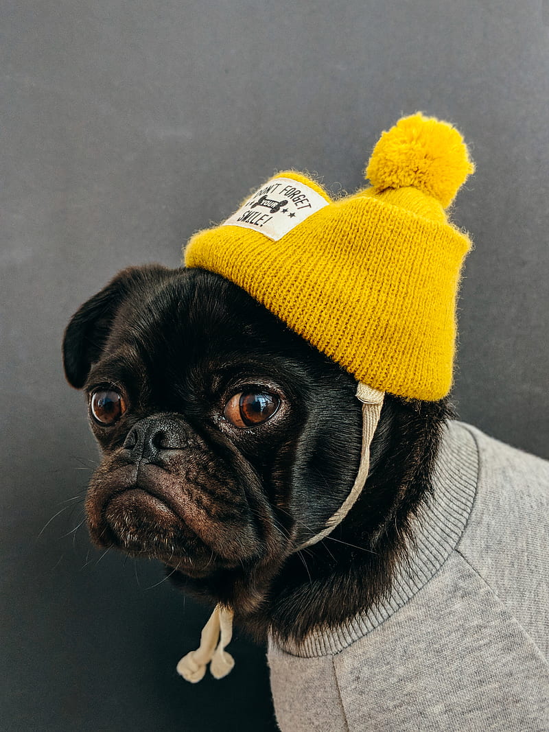 dog wearing shirt with hat, HD phone wallpaper
