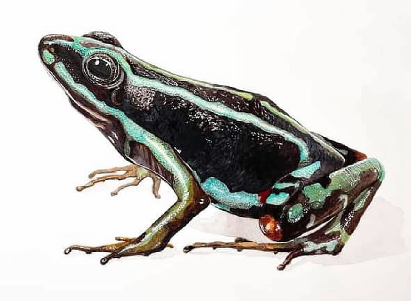 Frog, Freshwater animals, Animals, Zoology, HD wallpaper