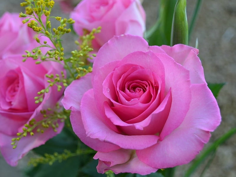 PRETTY PINK ROSES, PRETTY, ROSES, FLOWERS, PINK, HD wallpaper